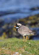08-0421 Ringed Plover Charadrius hiaticula